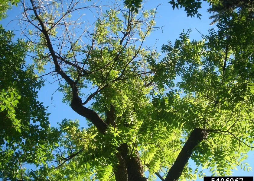 A black walnut tree starts to show some crown dieback