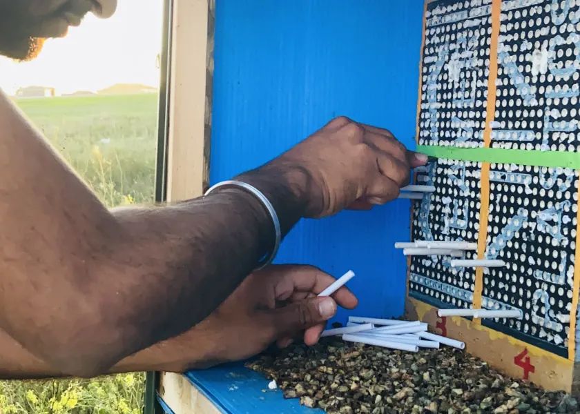 a student prepares a box for research into bees