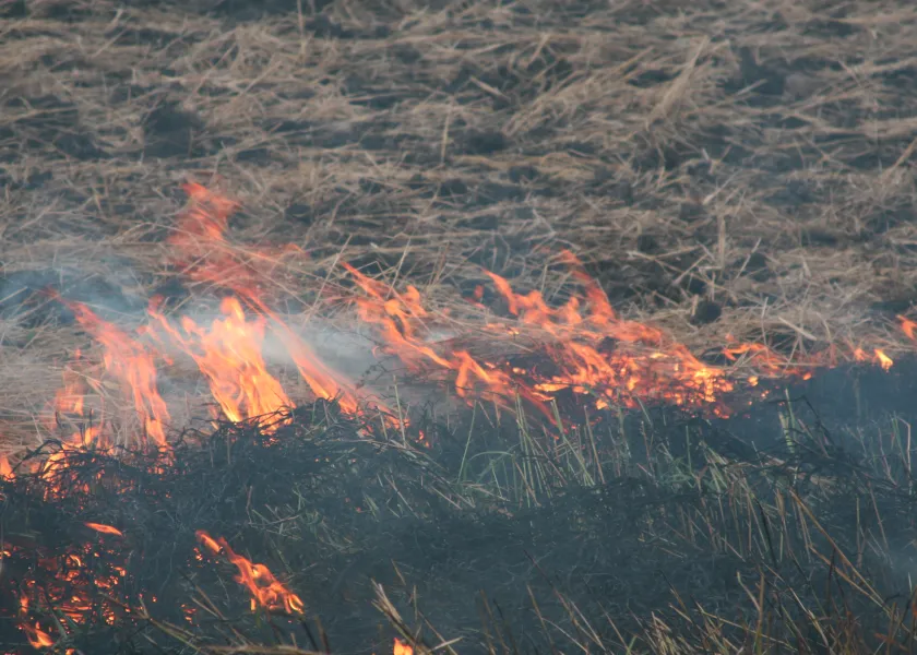 Flames burning up wheat stalk in a harvested field