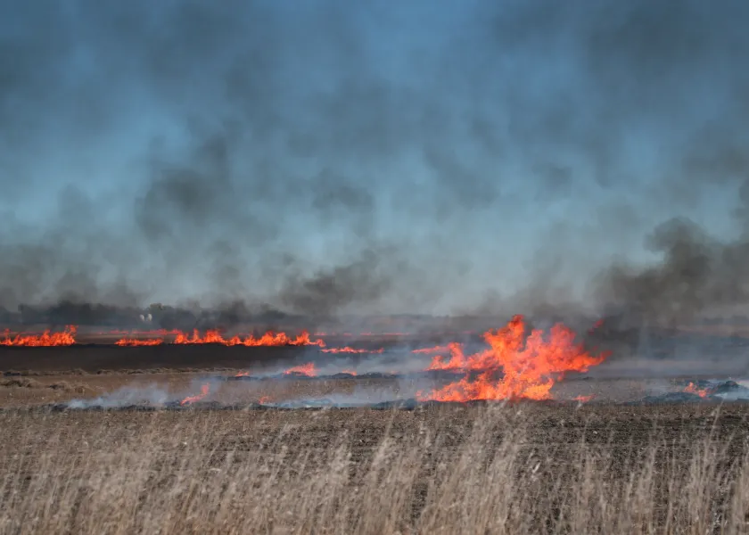 Flames burning up wheat stalk in a harvested field