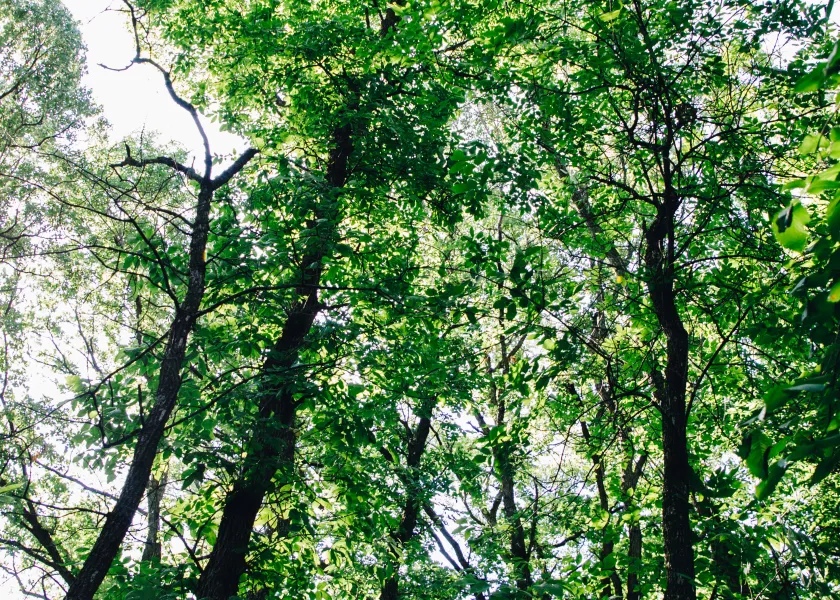 A forest with the sun shining through the canopy