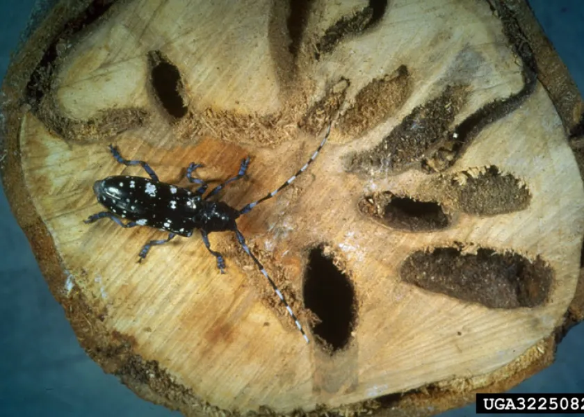 An Asian Longhorned Beetle on top of wood showing large holes