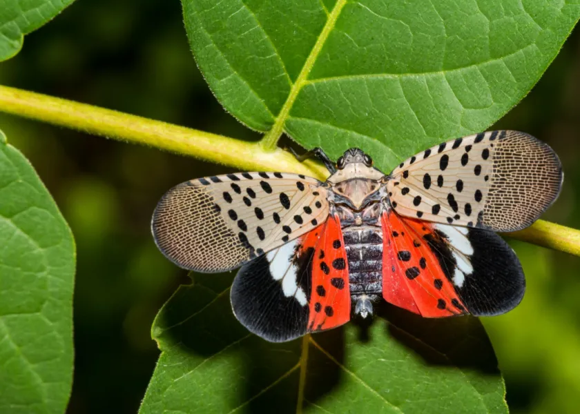 A spotted lanternfly sits on a leaf and shows off its colored wings