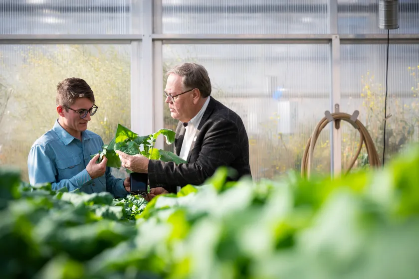 student and professor inspecting a plant in the greenhouse