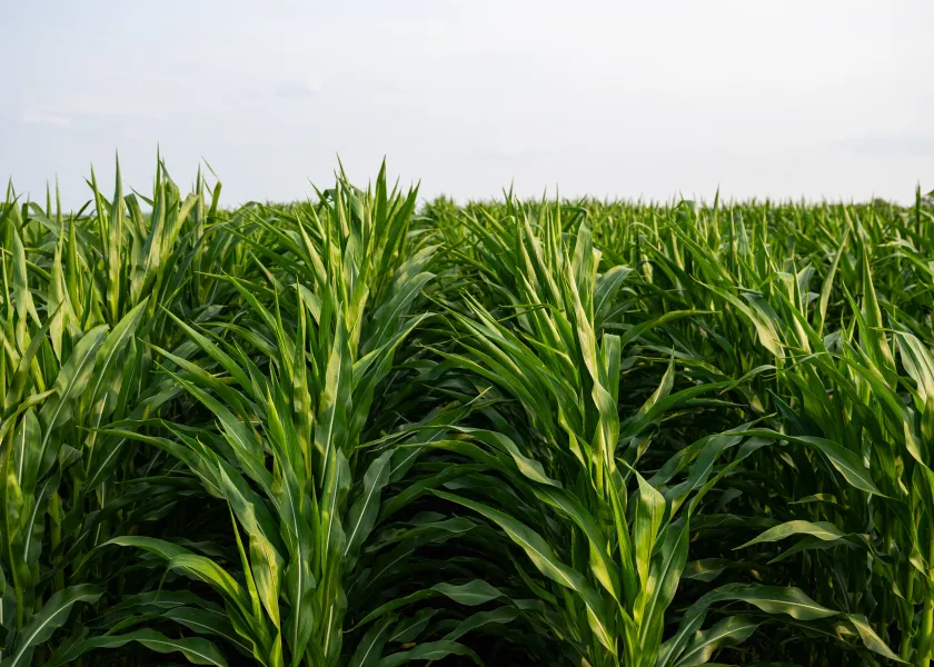 a corn field in North Dakota.