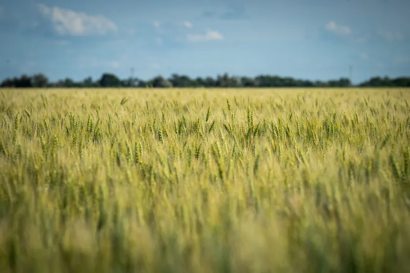 close up of a wheat field in ND