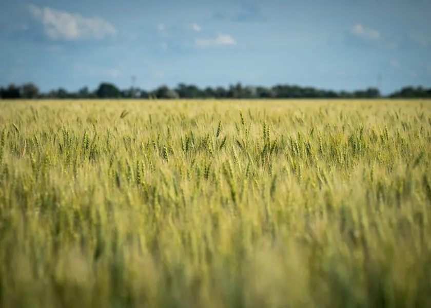 A wheat field in North Dakota