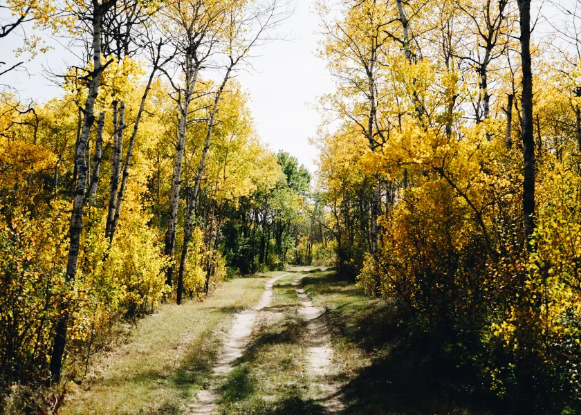 A trail through the forest in fall color