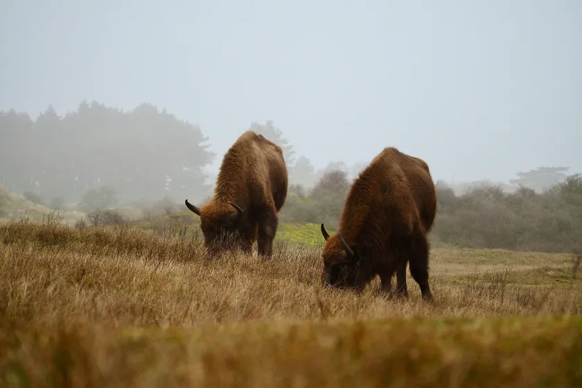 Bison grazing on the range