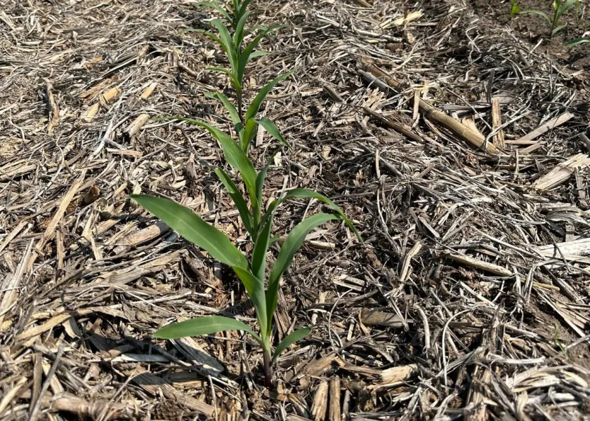 A plant in the soil.