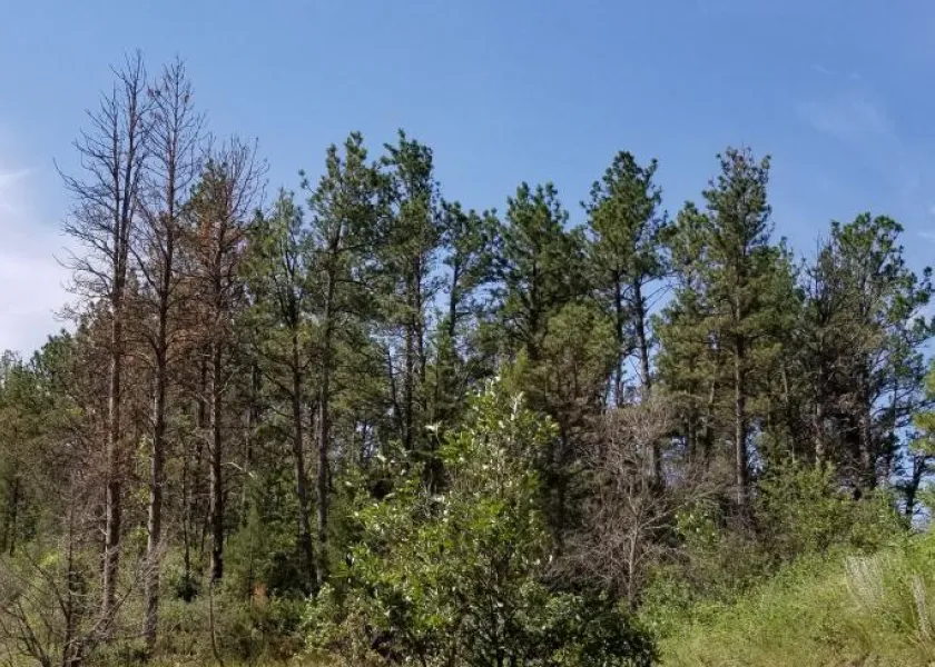 Pine trees showing the effects of engraver beetles