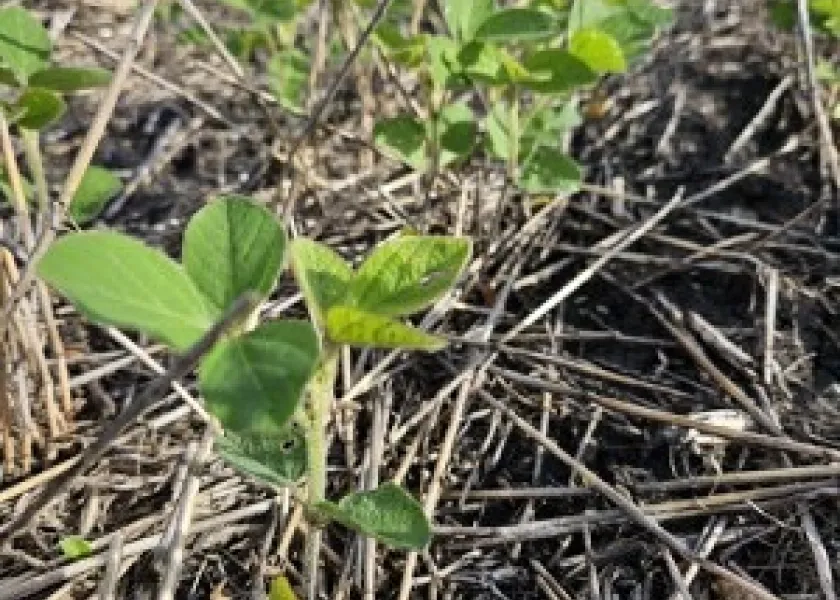 Soybeans in a field.