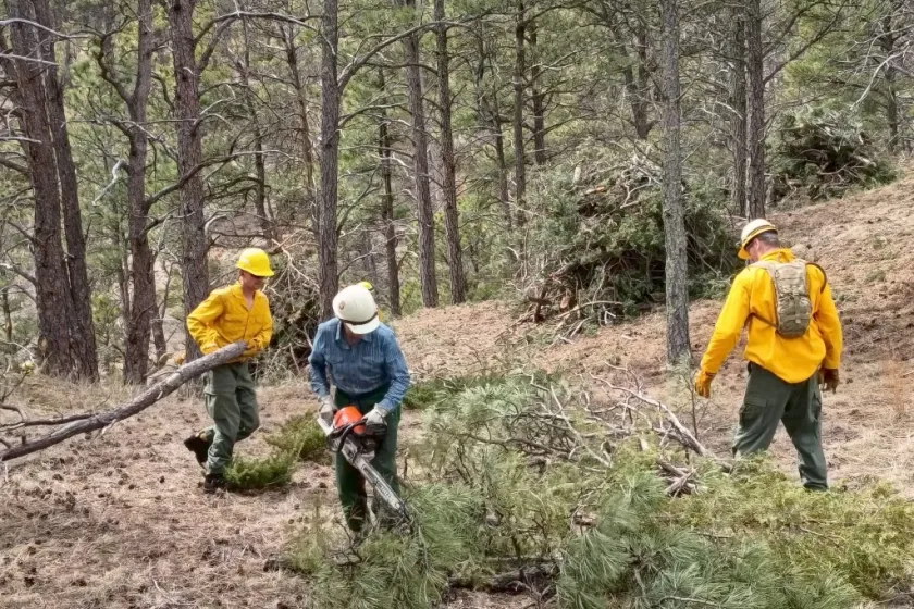 Wildland firefighters use chainsaws to fell and cut up ponderosa pine trees in a forest.