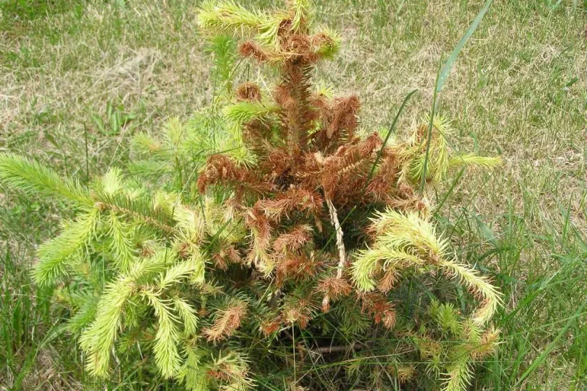 A spruce tree damaged by herbicide drift, showing twisted and brown needles.
