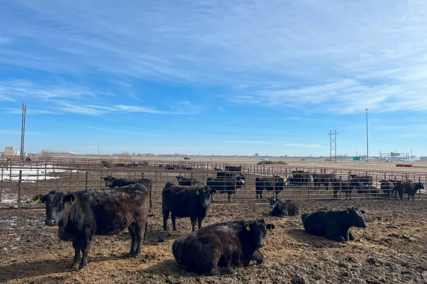 Beef cattle herd outside NDSU campus