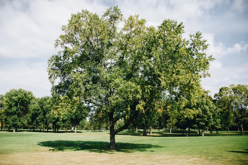 A large river birch tree planted in a golf course green.