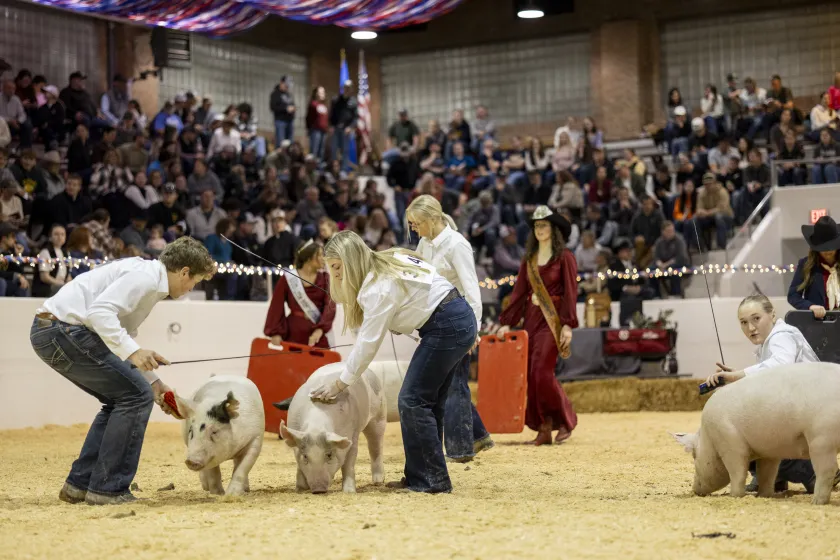 Students showing pigs at Little I 