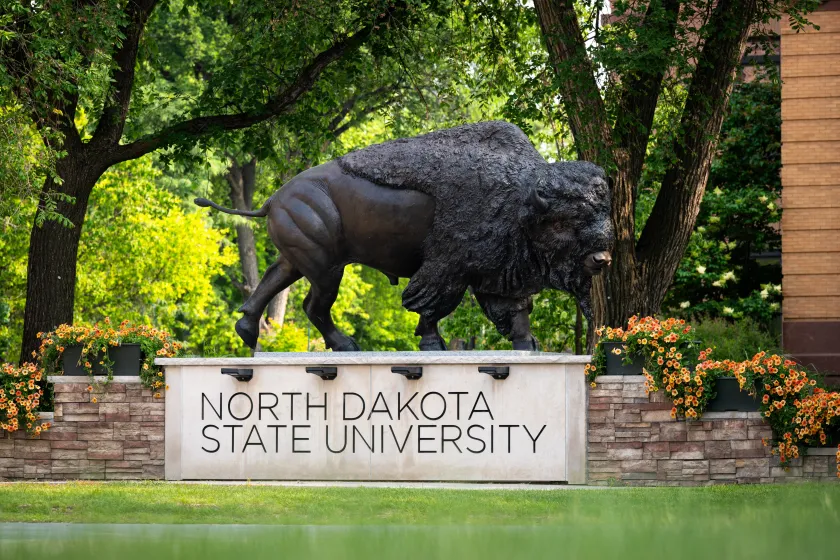 Bison statue on NDSU campus