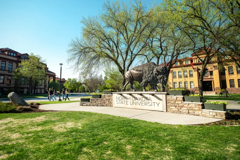 The Bison statue at NDSU in spring with four students walking away on the left. 