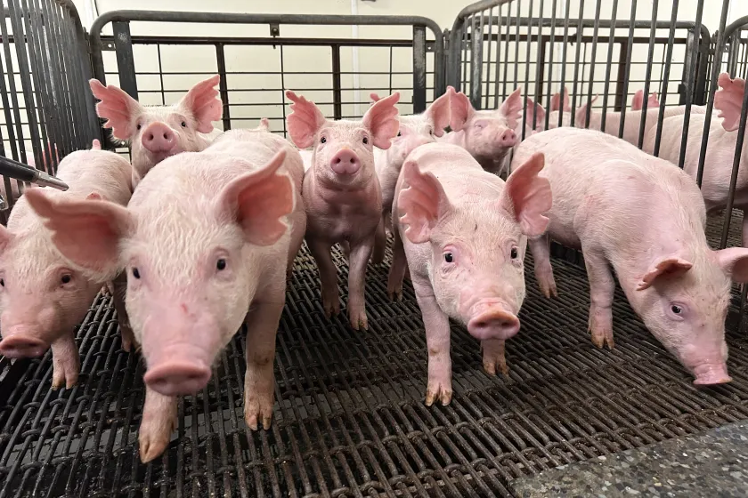 Pigs in pen