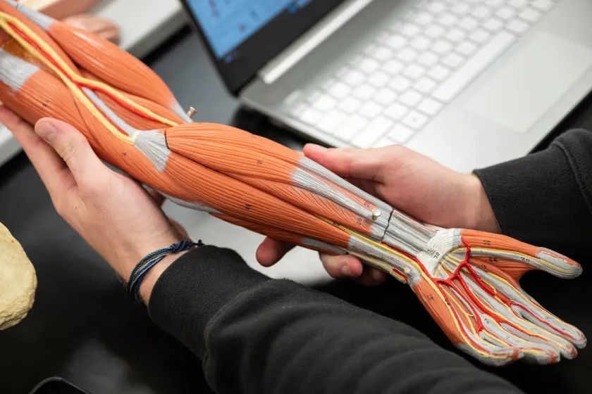 student studying an anatomy model of an arm and hand