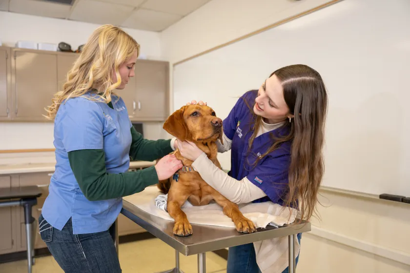Veterinary Tech students examine a dog as part of their classwork