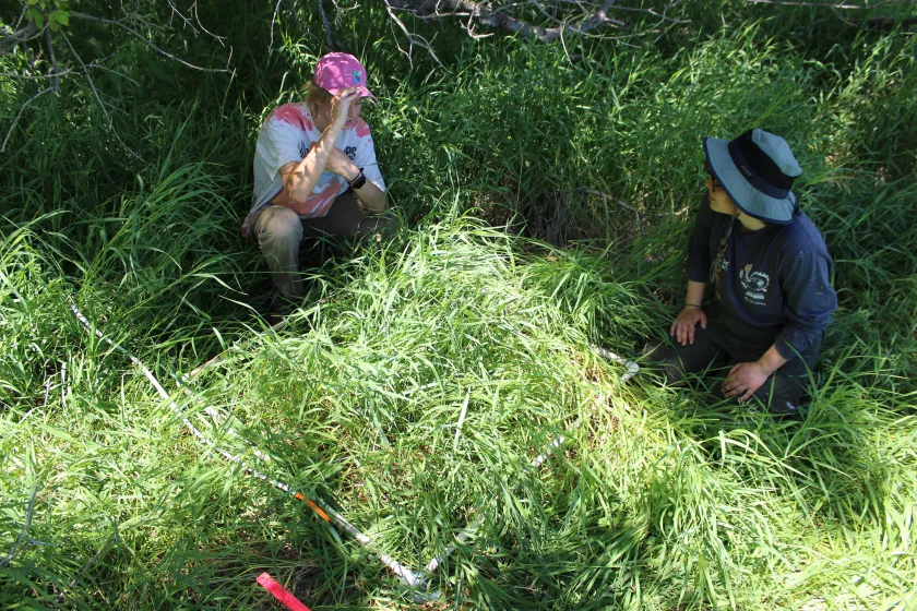 Two students sit in tall grass surrounded by dense greenery, engaged in research at the Knife River Indian Villages National Historic Site.