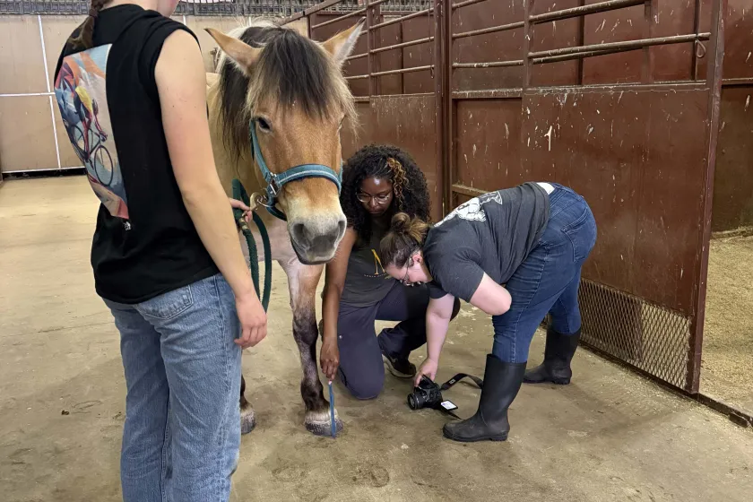Three students do research with a horse.