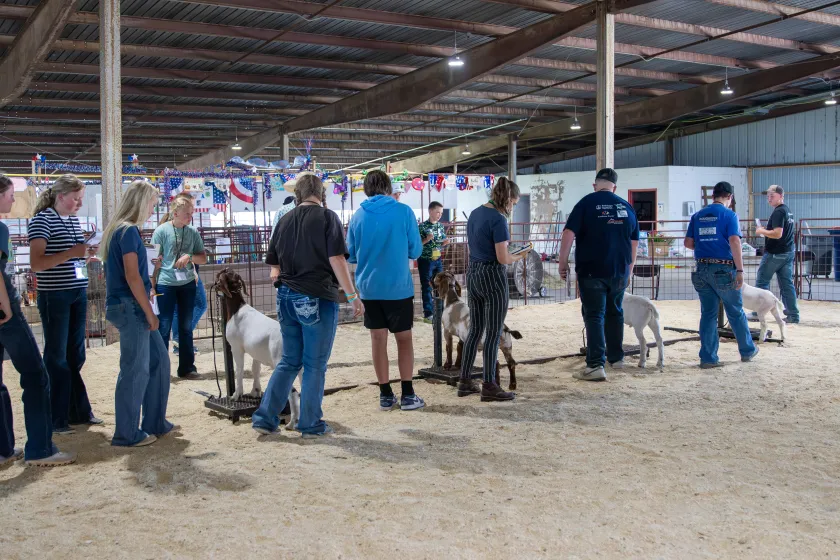 Youth examine goats during judging camp.