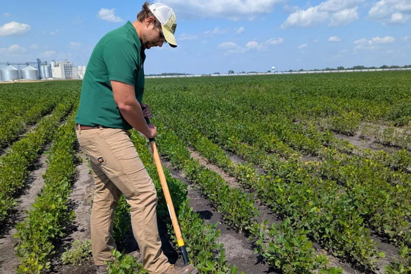 A person working in an agricultural field.