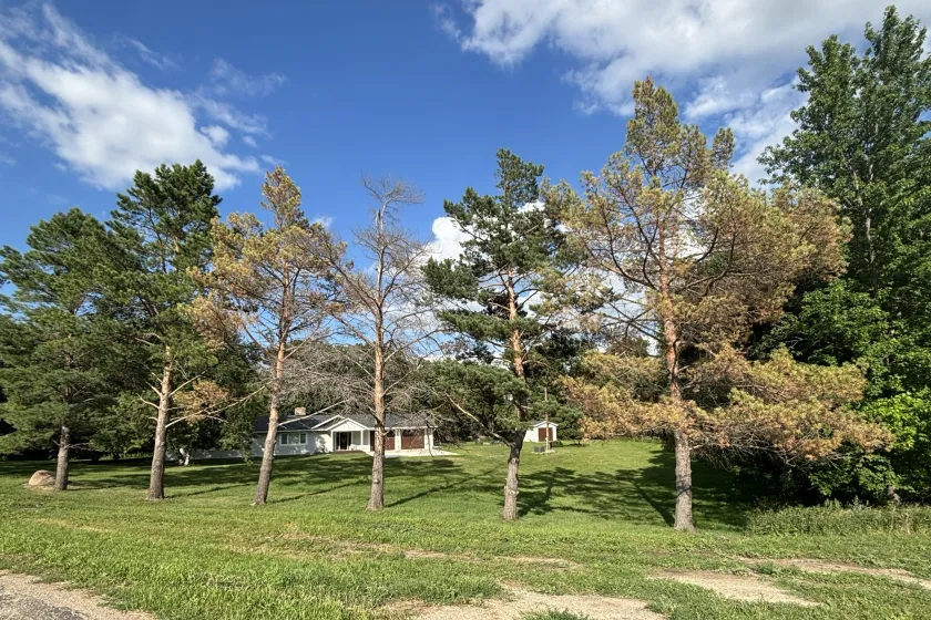 Scotch pine trees exhibiting the symptoms of pine wilt disease, including brown wilted needles attached to the tree.