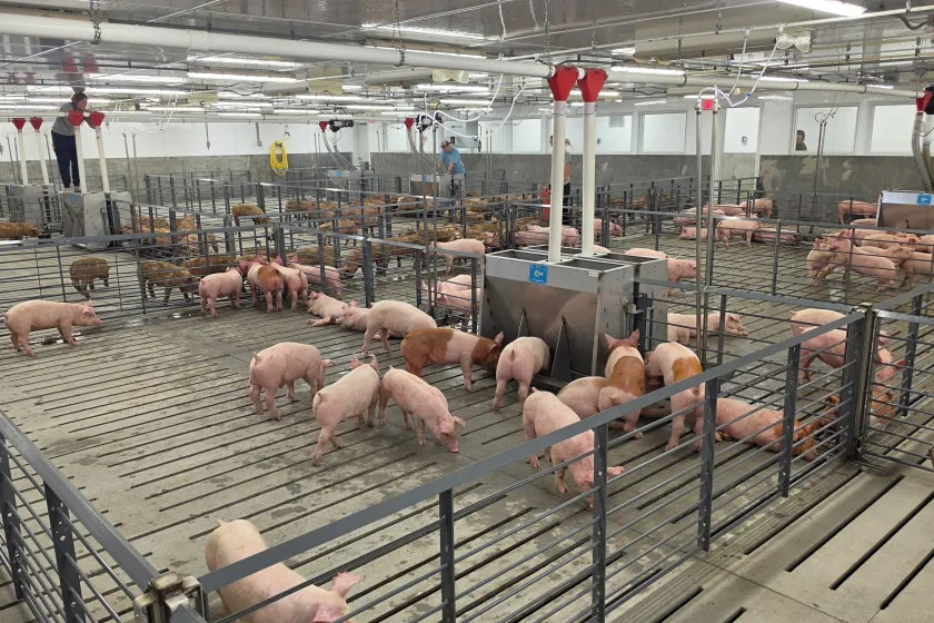 Interior view of the NDSU Swine Barn