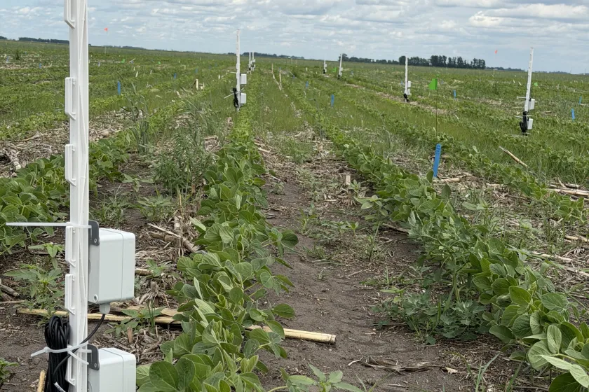 Soil Sensors in soybean field