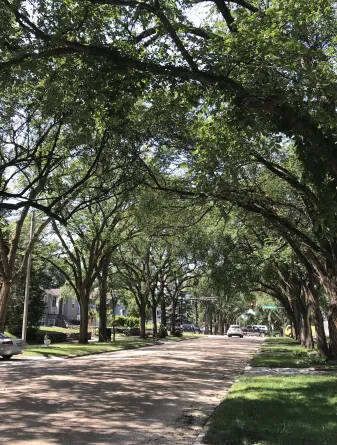 Large elm trees lining a city block with branches hanging over the street