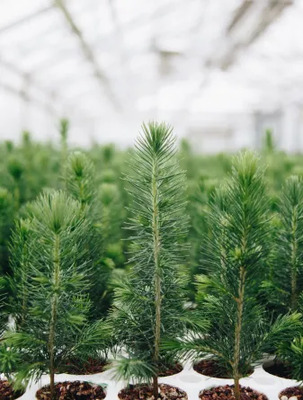 Spruce tree seedlings planted in cells inside of a greenhouse