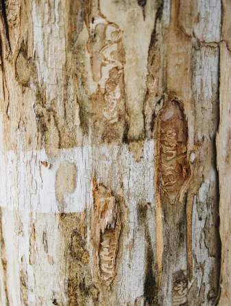 S-shaped galleries imbedded in the wood of a tree from larvae