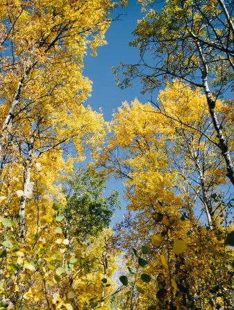 Aspen trees with yellow leaves rise up into the sky