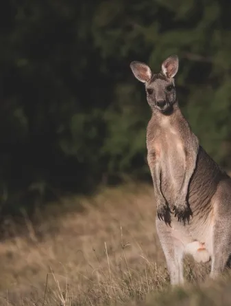 Close shot of kangaroo
