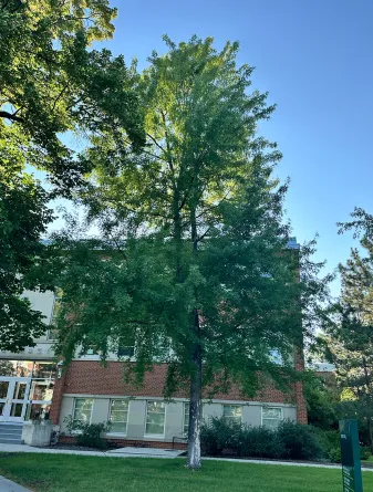 Skinner's Silver Maple Tree in the Summer