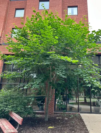 Joe Witt Manchurian Striped Maple in the Summer