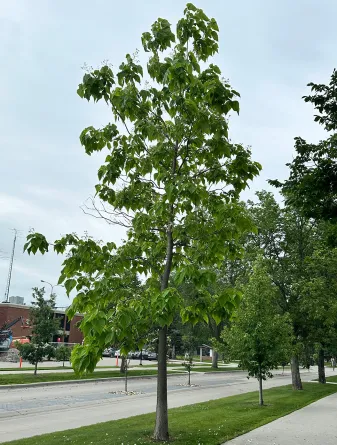 Northern Catalpa Tree on NDSU Campus in the Summer