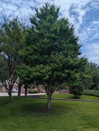 Katsuratree in the Summer