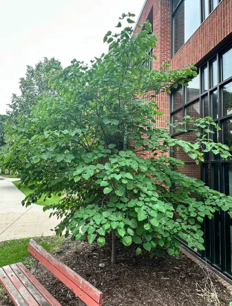 Eastern Redbud in the Summer