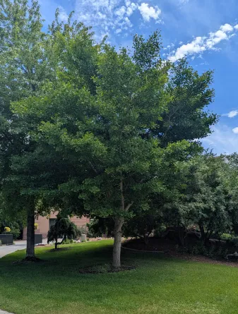 Ginkgo Tree in the Summer
