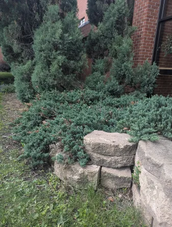 Creeping Juniper Shrub in the Summer
