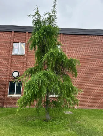 American Larch tree on NDSU Campus