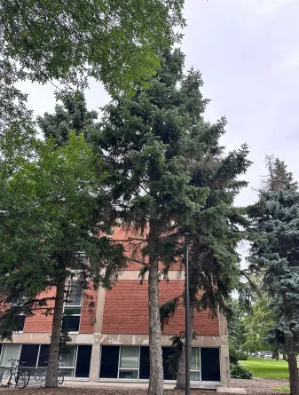 Colorado (Blue) Spruce tree on NDSU Campus