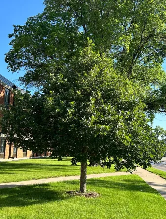Swamp White Oak Tree in the Summer
