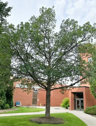 Bur Oak Tree in the Summer