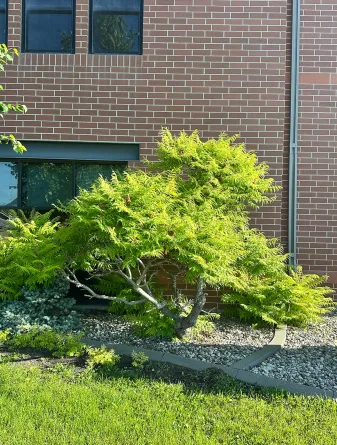 Staghorn sumac shrub in the summer